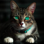 Feature image